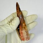 Real Spinosaurus Dinosaur Tooth Fossil | 100 Million Years Old | FossilPaleo - Image 5