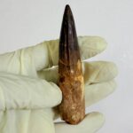 Real Spinosaurus Dinosaur Tooth Fossil | 100 Million Years Old | FossilPaleo - Image 5