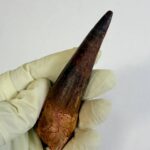 Real Spinosaurus Dinosaur Tooth Fossil | 100 Million Years Old | FossilPaleo - Image 5