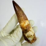 Authentic Spinosaurus Tooth | 100 Million Year Old Fossil - Image 7