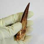 Spinosaurus Dinosaur Tooth Fossil – Authentic Cretaceous Dinosaur | FossilPaleo - Image 5