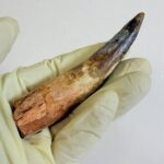 Spinosaurus Dinosaur Tooth Fossil – Authentic Cretaceous Dinosaur | FossilPaleo - Image 6