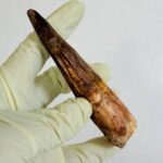 Spinosaurus Dinosaur Tooth Fossil – Authentic Cretaceous Dinosaur | FossilPaleo - Image 5