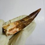 Spinosaurus Dinosaur Tooth Fossil – Authentic Cretaceous Dinosaur | FossilPaleo - Image 7