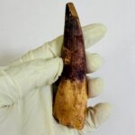 Real Spinosaurus Dinosaur Tooth Fossil | 100 Million Years Old | FossilPaleo - Image 6