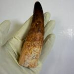 Authentic Spinosaurus Tooth | 100 Million Year Old Fossil - Image 6