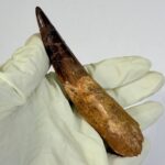 100 Million Year Old Spinosaurus Dinosaur Tooth – Real Fossil | FossilPaleo - Image 6