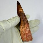Real Spinosaurus Dinosaur Tooth Fossil | 100 Million Years Old | FossilPaleo - Image 6