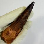 Real Spinosaurus Dinosaur Tooth Fossil | 100 Million Years Old | FossilPaleo - Image 6