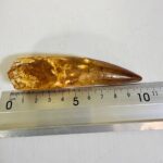 Authentic Spinosaurus Tooth | 100 Million Year Old Fossil - Image 2