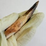 Spinosaurus Dinosaur Tooth Fossil – Authentic Cretaceous Dinosaur | FossilPaleo - Image 7