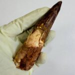 Spinosaurus Dinosaur Tooth Fossil – Authentic Cretaceous Dinosaur | FossilPaleo - Image 4