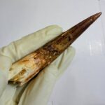 Spinosaurus Dinosaur Tooth Fossil – Authentic Cretaceous Dinosaur | FossilPaleo - Image 8