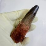 Authentic Spinosaurus Dinosaur Tooth Fossil from the Cretaceous Period | FossilPaleo - Image 8