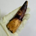 Real Spinosaurus Dinosaur Tooth Fossil | 100 Million Years Old | FossilPaleo - Image 7
