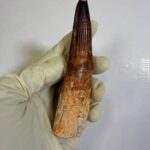 Authentic Spinosaurus Tooth | 100 Million Year Old Fossil - Image 7
