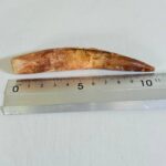 Real Spinosaurus Tooth Fossil | 100 Million Years Old | FossilPaleo - Image 7