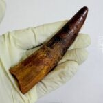 Real Spinosaurus Tooth Fossil | 100 Million Years Old | FossilPaleo - Image 2