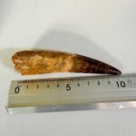 100 Million Year Old Spinosaurus Dinosaur Tooth – Real Fossil | FossilPaleo - Image 7