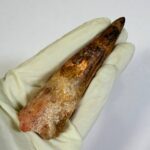 Real Spinosaurus Dinosaur Tooth Fossil | 100 Million Years Old | FossilPaleo - Image 7