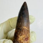 Real Spinosaurus Dinosaur Tooth Fossil | 100 Million Years Old | FossilPaleo - Image 7
