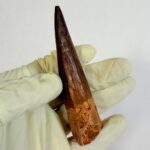 Real Spinosaurus Dinosaur Tooth Fossil | 100 Million Years Old | FossilPaleo - Image 7