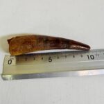 Real Spinosaurus Tooth Fossil | 100 Million Years Old | FossilPaleo - Image 4