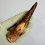 Spinosaurus Dinosaur Tooth Fossil – Authentic Cretaceous Dinosaur | FossilPaleo - Image 3
