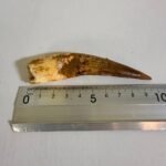 Spinosaurus Dinosaur Tooth Fossil – Authentic Cretaceous Dinosaur | FossilPaleo - Image 2