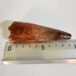 Authentic Spinosaurus Dinosaur Tooth Fossil from the Cretaceous Period | FossilPaleo - Image 2