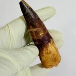 Real Spinosaurus Dinosaur Tooth Fossil | 100 Million Years Old | FossilPaleo - Image 8
