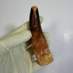 Authentic Spinosaurus Tooth | 100 Million Year Old Fossil - Image 8