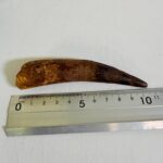 Authentic Spinosaurus Dinosaur Tooth – 100 Million Year Old Fossil | FossilPaleo - Image 8