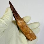 100 Million Year Old Spinosaurus Dinosaur Tooth – Real Fossil | FossilPaleo - Image 8