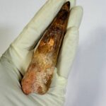 Real Spinosaurus Dinosaur Tooth Fossil | 100 Million Years Old | FossilPaleo - Image 8