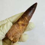 Real Spinosaurus Dinosaur Tooth Fossil | 100 Million Years Old | FossilPaleo - Image 8
