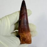 Real Spinosaurus Dinosaur Tooth Fossil | 100 Million Years Old | FossilPaleo - Image 8