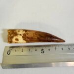 Spinosaurus Dinosaur Tooth Fossil – Authentic Cretaceous Dinosaur | FossilPaleo - Image 3