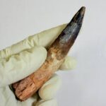 Spinosaurus Dinosaur Tooth Fossil – Authentic Cretaceous Dinosaur | FossilPaleo - Image 8