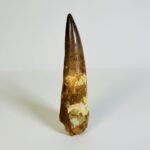 Authentic Spinosaurus Tooth | 100 Million Year Old Fossil