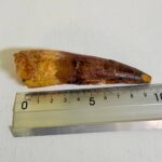 Real Spinosaurus Dinosaur Tooth Fossil | 100 Million Years Old | FossilPaleo - Image 9