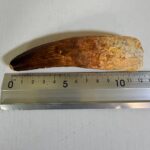 Authentic Spinosaurus Tooth | 100 Million Year Old Fossil - Image 9