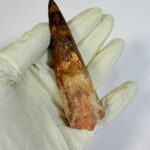 Real Spinosaurus Dinosaur Tooth Fossil | 100 Million Years Old | FossilPaleo - Image 9