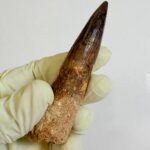 Real Spinosaurus Dinosaur Tooth Fossil | 100 Million Years Old | FossilPaleo - Image 9