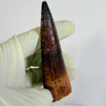 Real Spinosaurus Dinosaur Tooth Fossil | 100 Million Years Old | FossilPaleo - Image 9