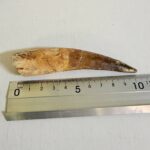 Spinosaurus Dinosaur Tooth Fossil – Authentic Cretaceous Dinosaur | FossilPaleo - Image 9
