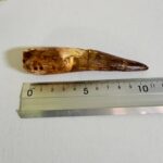 Spinosaurus Dinosaur Tooth Fossil – Authentic Cretaceous Dinosaur | FossilPaleo - Image 2