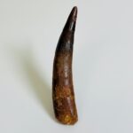 Authentic Spinosaurus Dinosaur Tooth – 100 Million Year Old Fossil | FossilPaleo