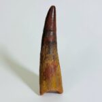Real Spinosaurus Tooth Fossil | 100 Million Years Old | FossilPaleo