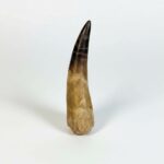100 Million Year Old Spinosaurus Dinosaur Tooth – Real Fossil | FossilPaleo